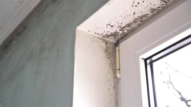 Home Mold Removal in Remerton, GA