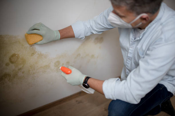 Best Mold Damage Repair  in Remerton, GA