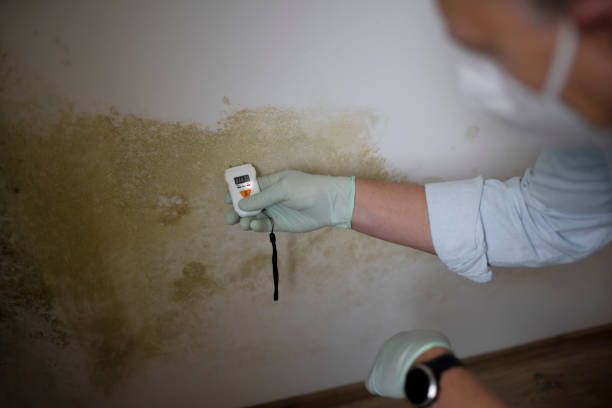 Best Certified Mold Removal  in Remerton, GA